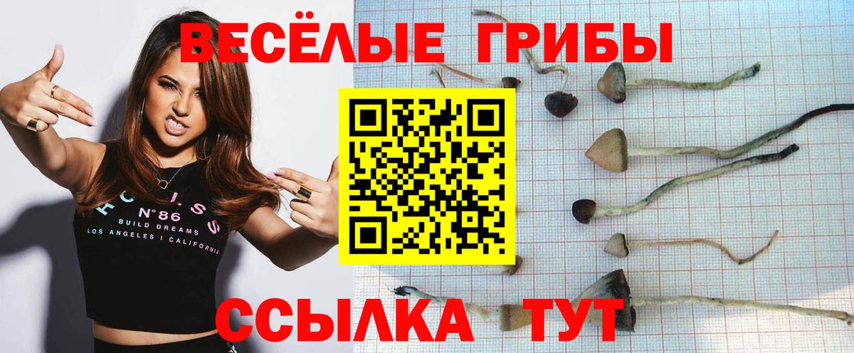 Галлюциногенные грибы мицелий  Вход с VPN  Кировск  Галлюциногенные грибы мицелий 